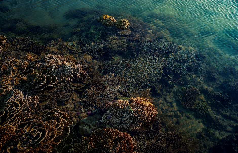 Revolutionary Coral Reef Resurrection Project Restores 90% of Great Barrier Reef Using Advanced Marine Biology Technology