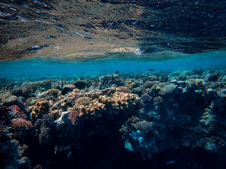 Revolutionary Coral Reef Resurrection Project Restores 90% of Great Barrier Reef Using Advanced Marine Biology Technology