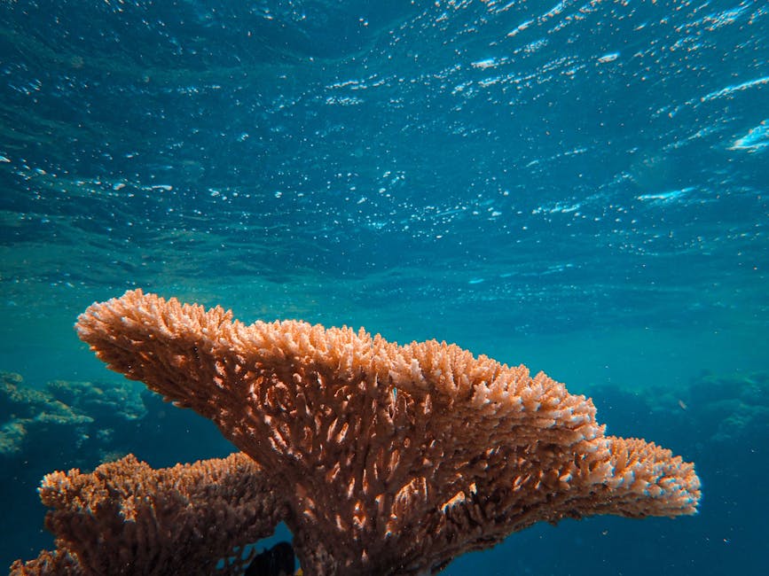 Revolutionary Coral Reef Resurrection Project Restores 90% of Great Barrier Reef Using Advanced Marine Biology Technology